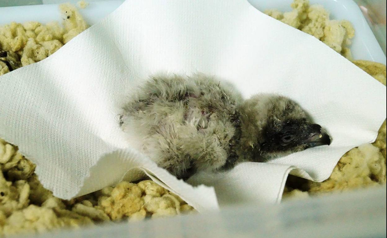 Pollo de quebrantahuesos. 