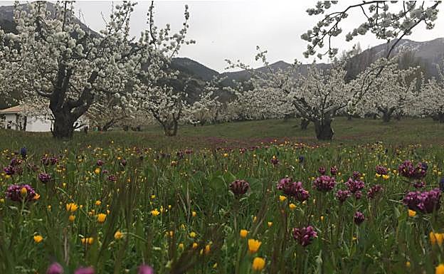 Detalle de un campo de Torres.