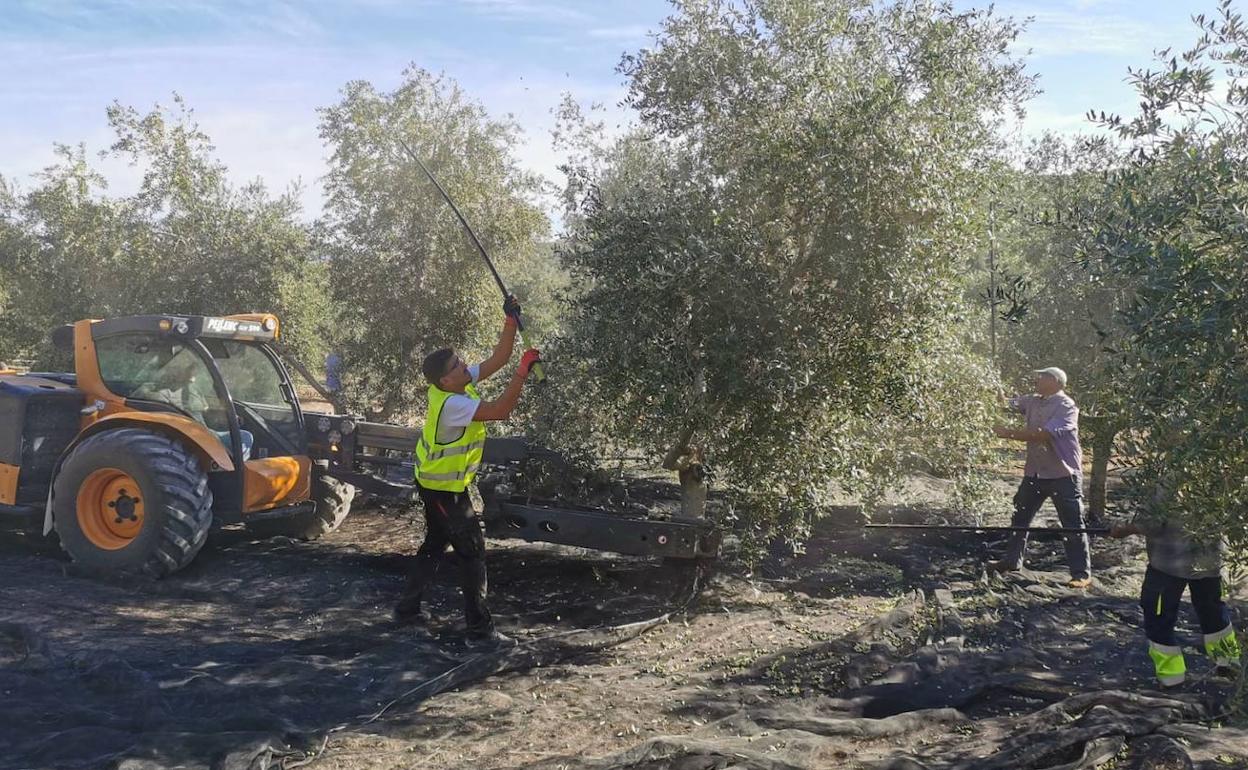 'Alivio' para los olivareros de Jaén, que pagarán menos impuestos