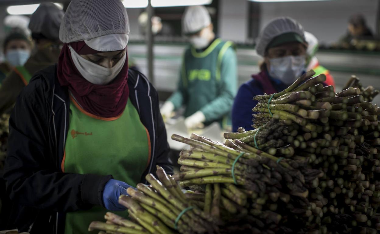Los trabajadores agrícolas se encuentran en el ecuador de la campaña del espárrago.