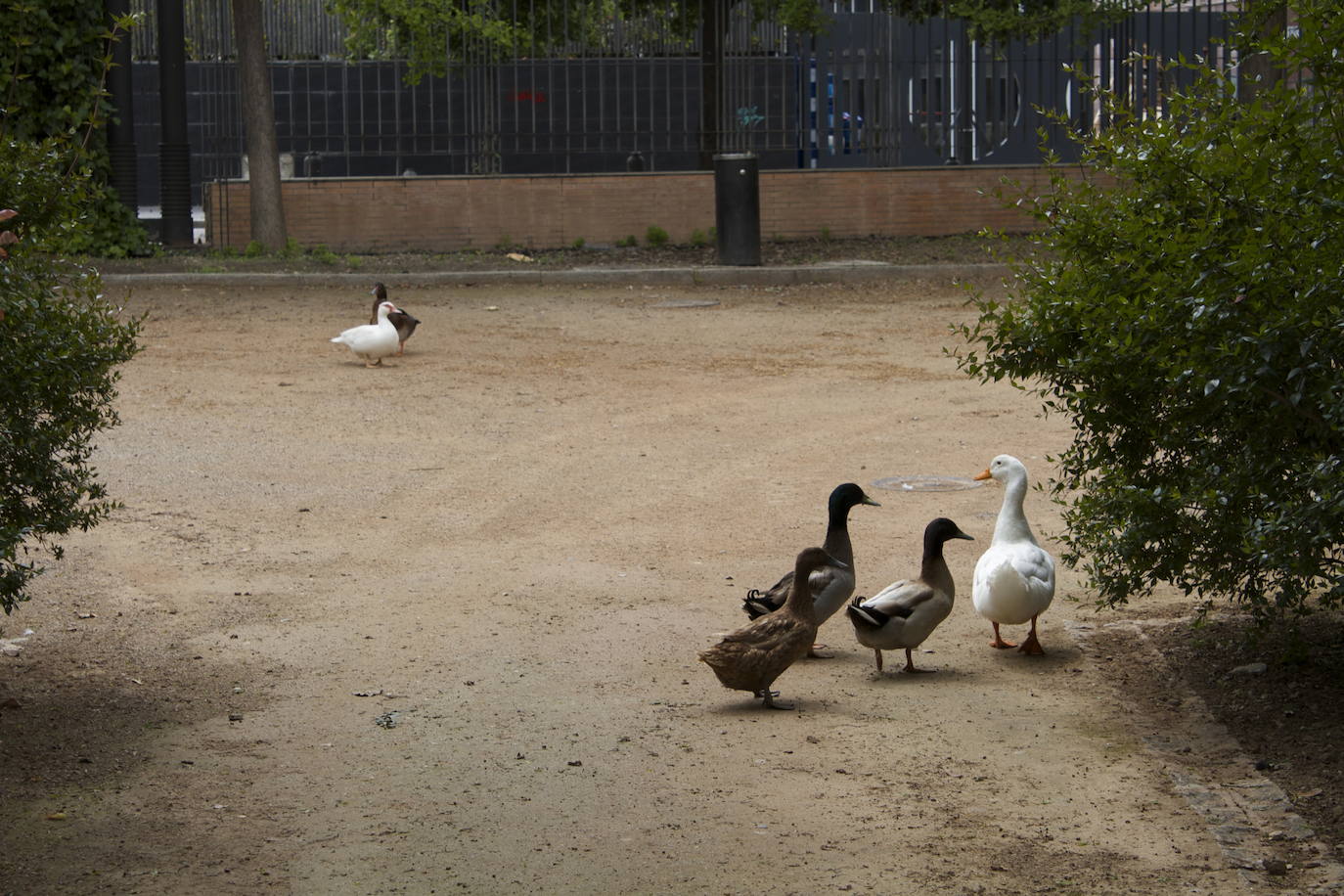 Fotos: Los patos se han hecho con el parque García Lorca