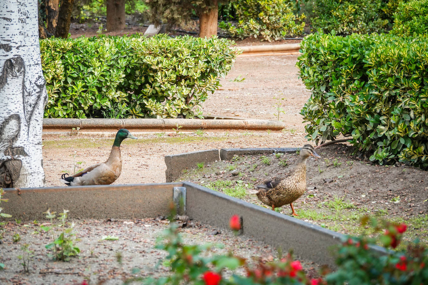 Fotos: Los patos se han hecho con el parque García Lorca