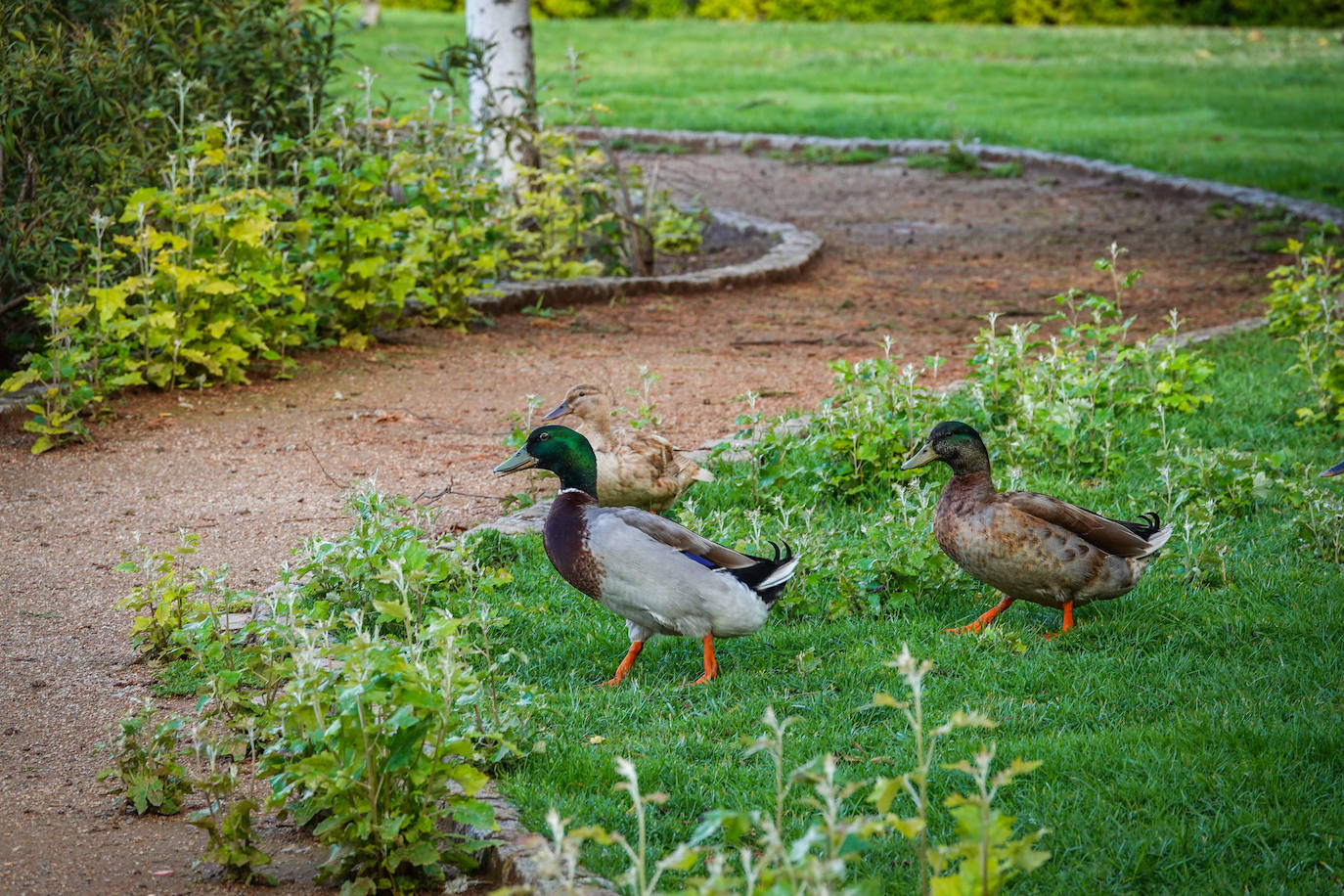 Fotos: Los patos se han hecho con el parque García Lorca