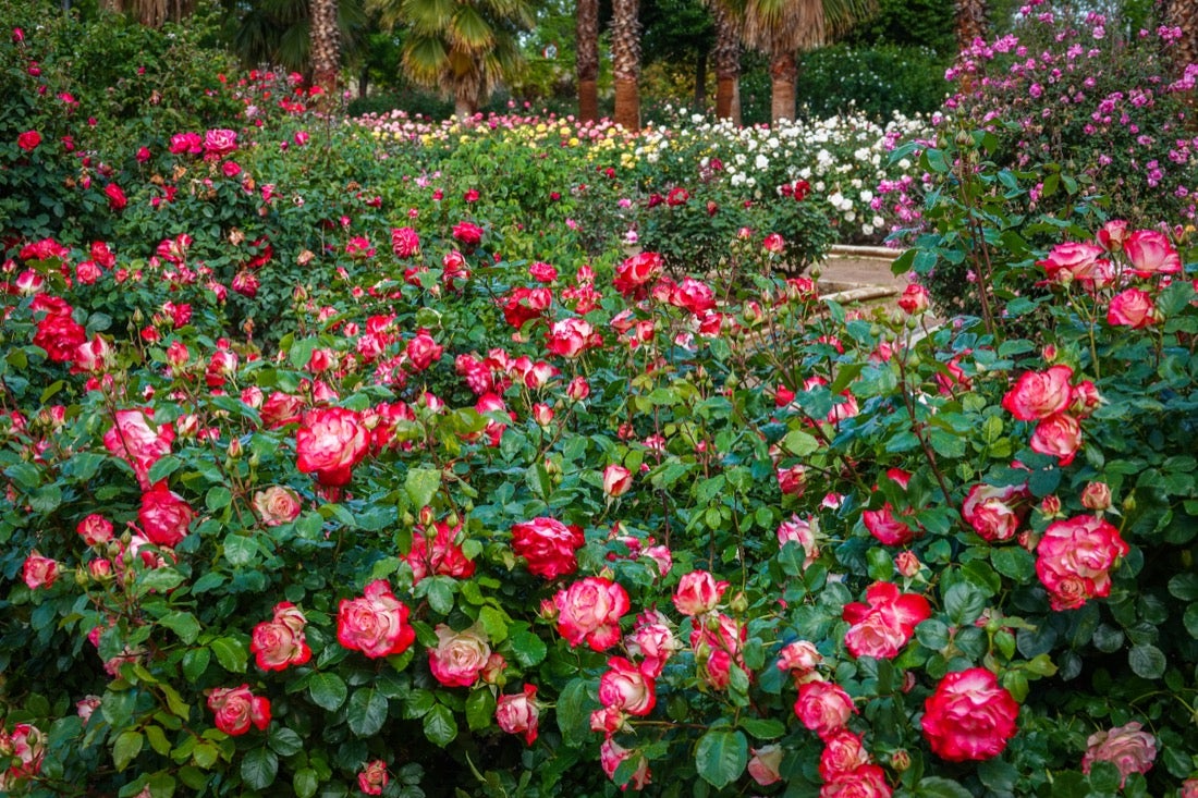 Las flores comienzan a abrirse camino en el Parque García Lorca sin visitantes que puedan disfrutar de ellas por el confinamiento