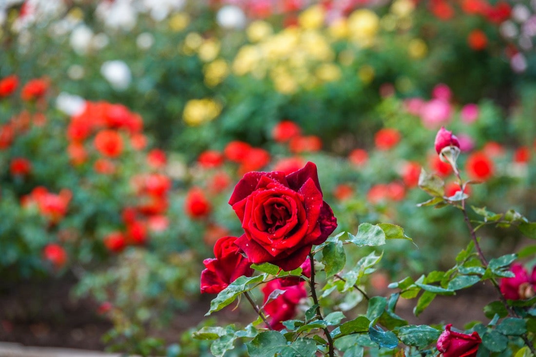 Las flores comienzan a abrirse camino en el Parque García Lorca sin visitantes que puedan disfrutar de ellas por el confinamiento