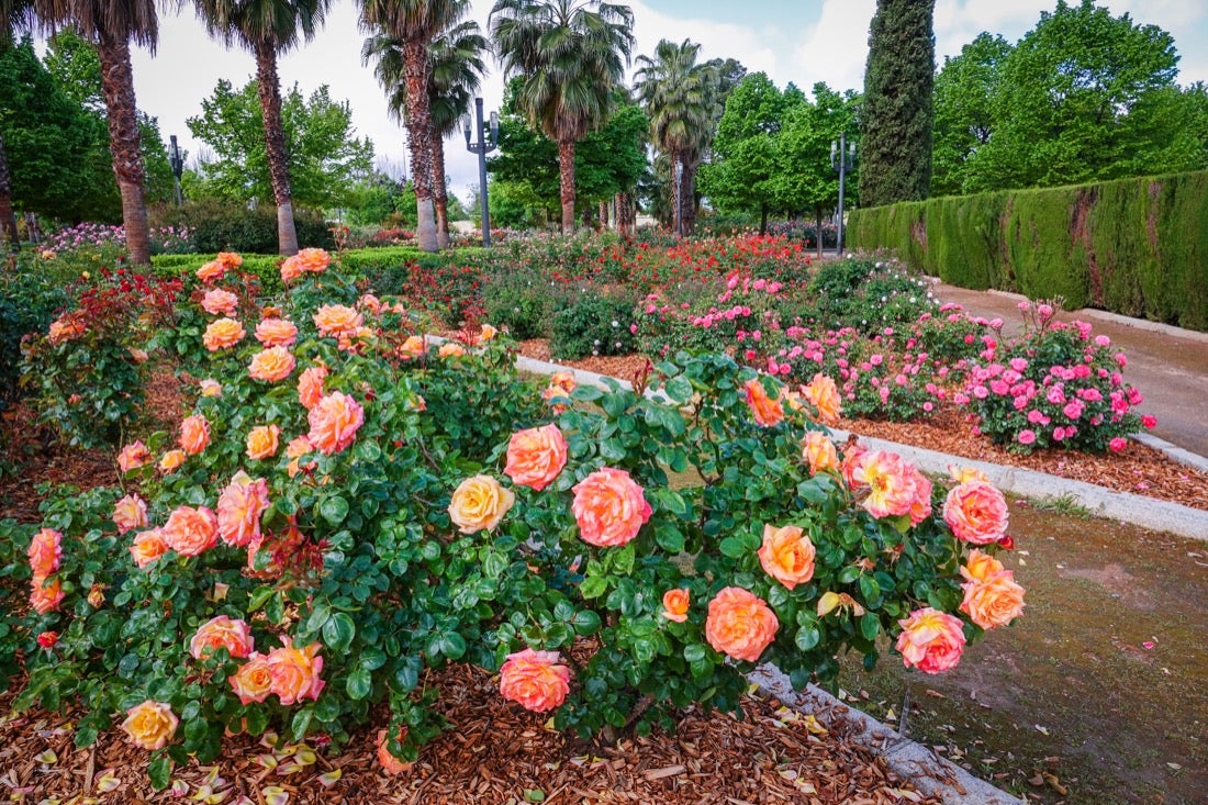 Las flores comienzan a abrirse camino en el Parque García Lorca sin visitantes que puedan disfrutar de ellas por el confinamiento