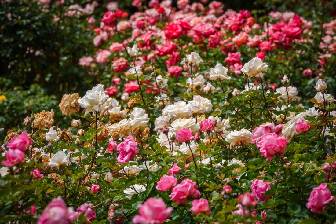 Las flores comienzan a abrirse camino en el Parque García Lorca sin visitantes que puedan disfrutar de ellas por el confinamiento