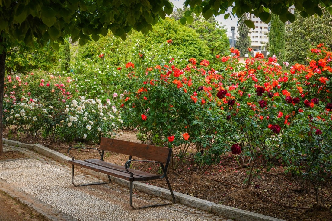 Las flores comienzan a abrirse camino en el Parque García Lorca sin visitantes que puedan disfrutar de ellas por el confinamiento