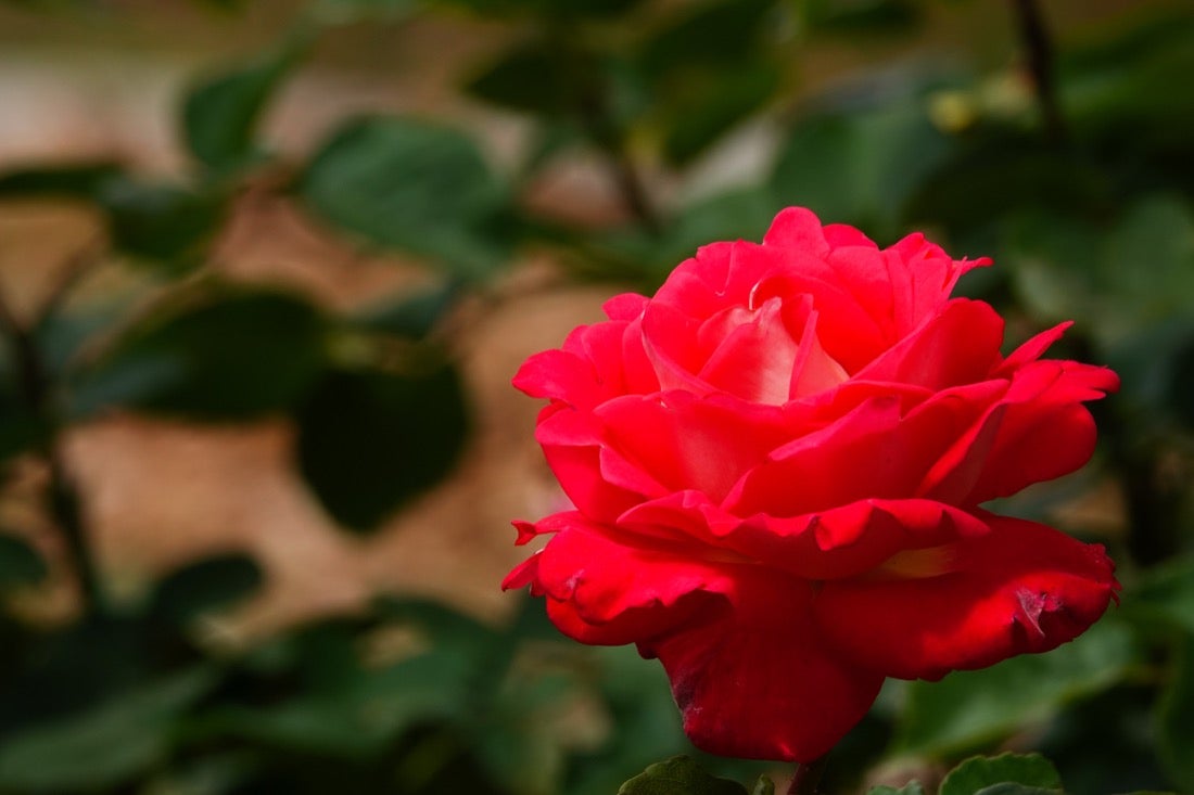 Las flores comienzan a abrirse camino en el Parque García Lorca sin visitantes que puedan disfrutar de ellas por el confinamiento