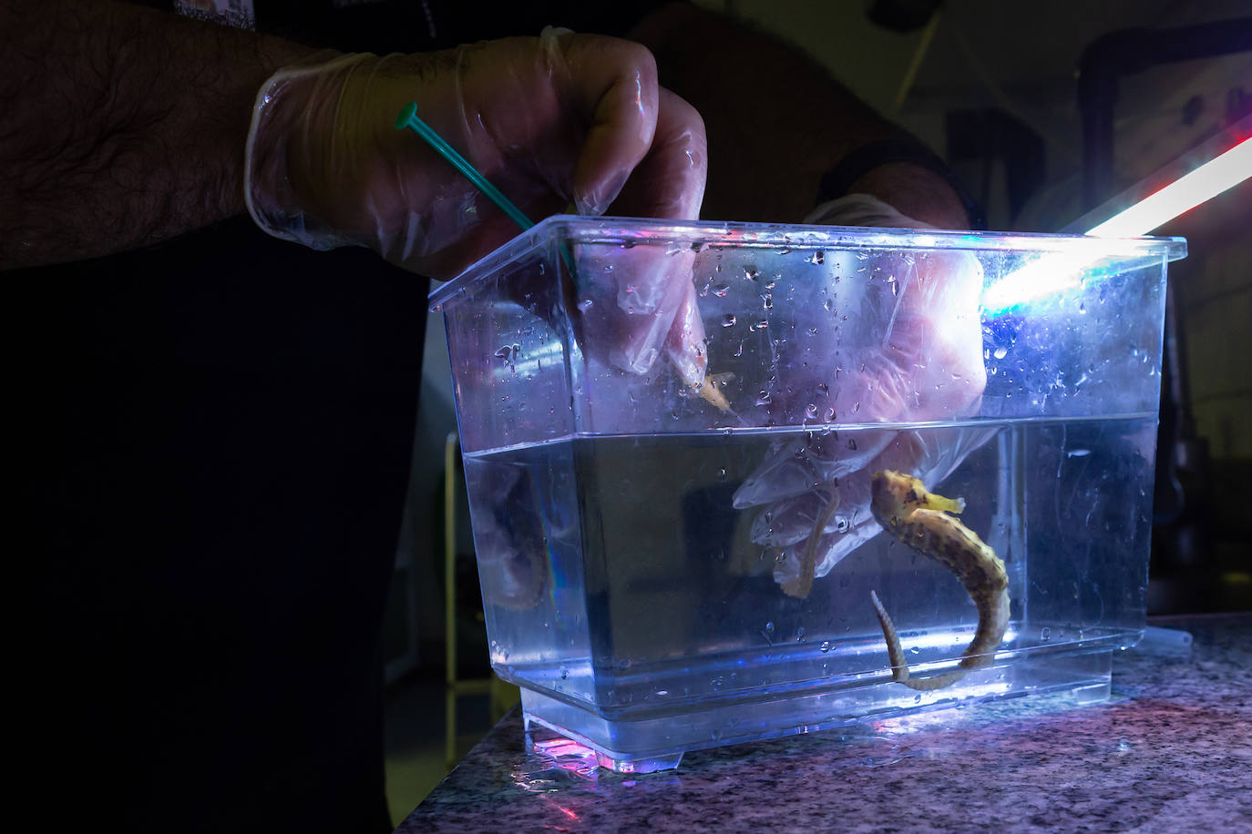 Imagen principal - Arriba, Sondando un caballito de mar de la especie Hippocampus reidi. Abajo, organizando la tarea y uno de los lémures.