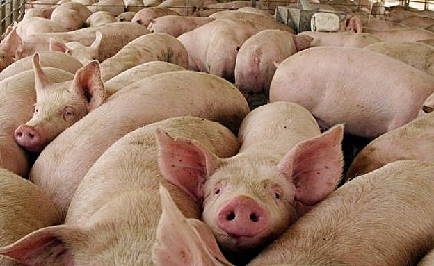 Roba siete cerdos en una granja de Benalúa en estado de alarma pero no podrán ser recuperados porque ya se los han comido