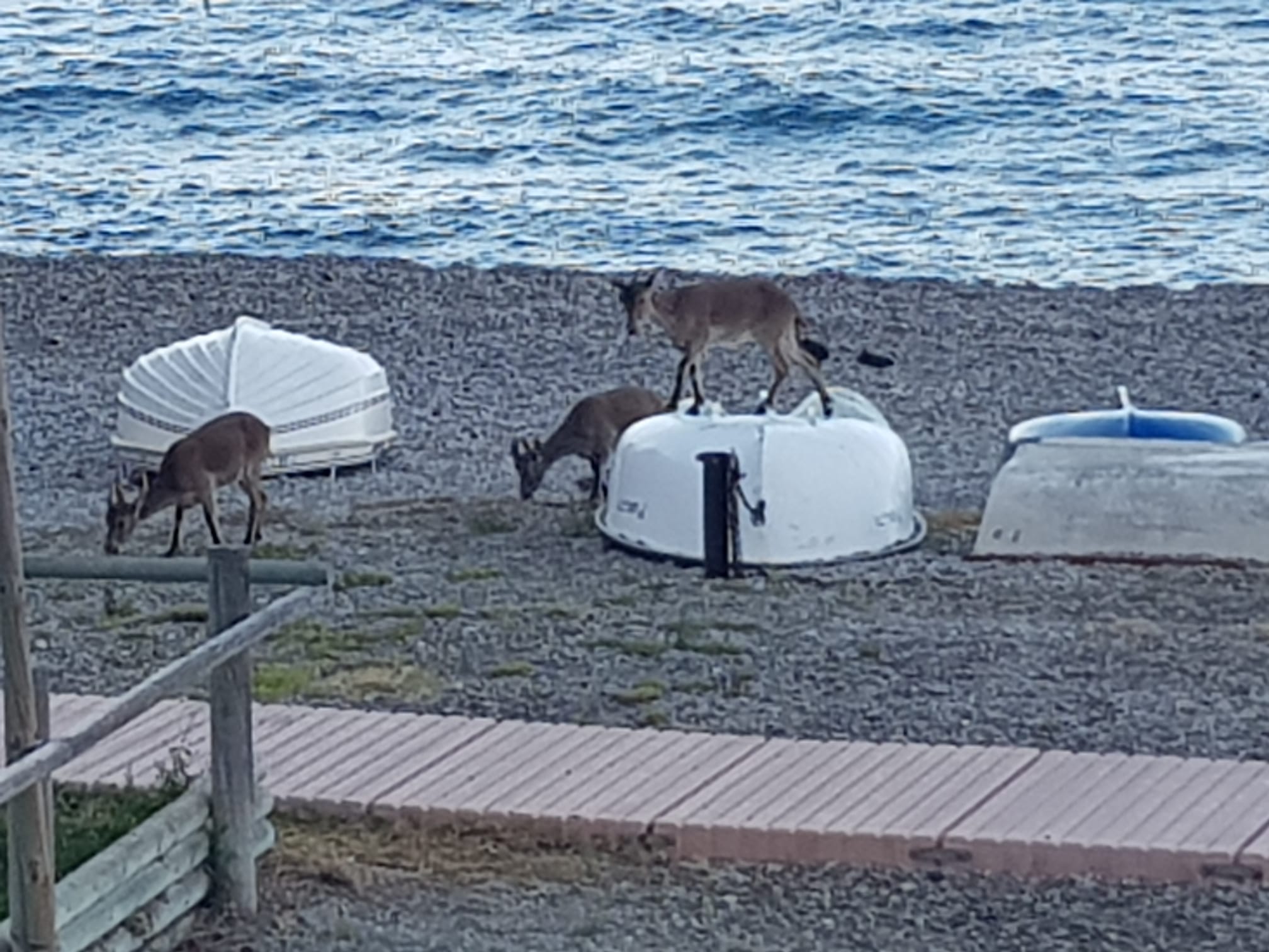 Imágenes de confinamiento: animales ganando terreno a los humanos, en este caso en pleno Mediterráneo