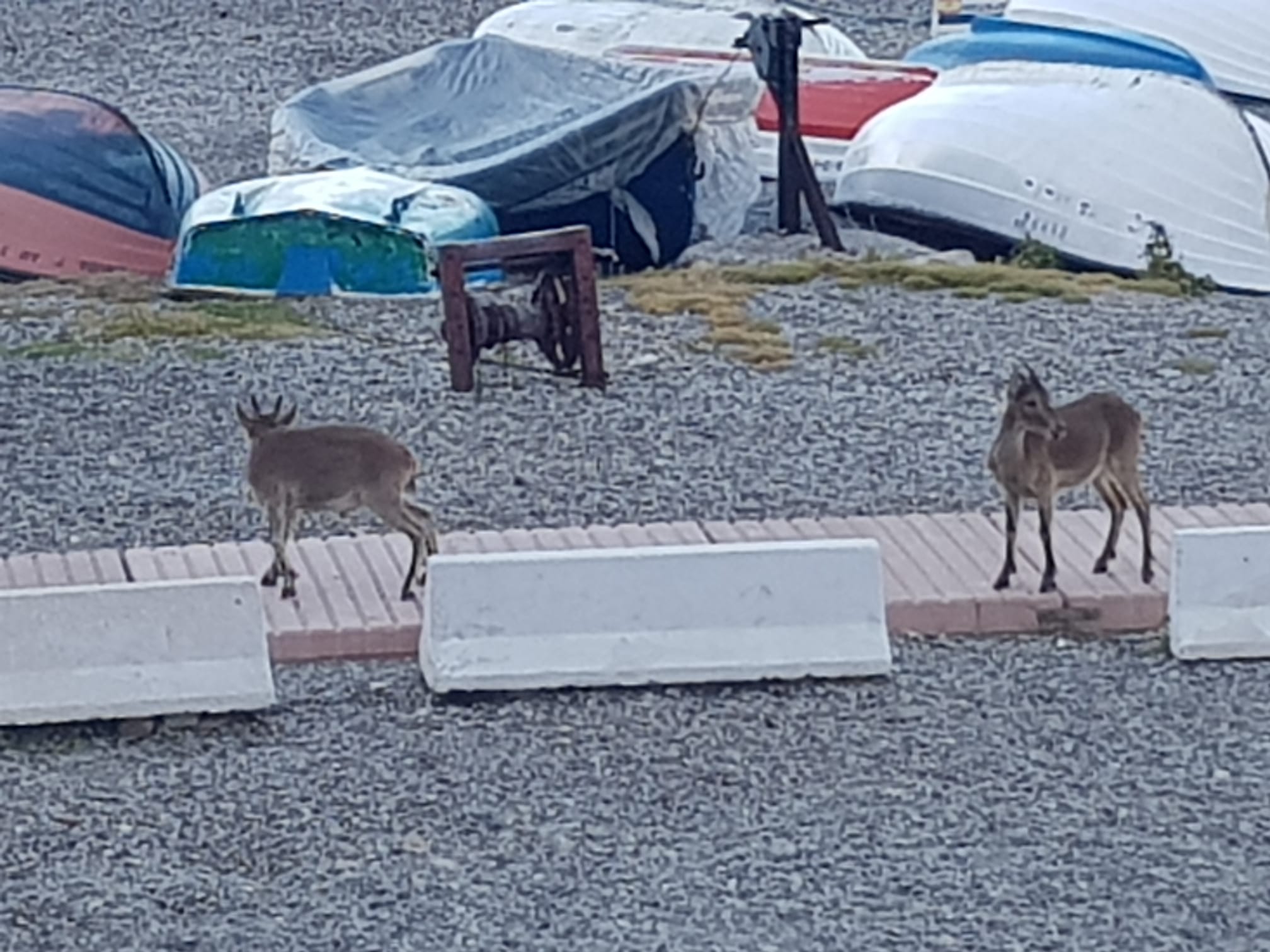 Imágenes de confinamiento: animales ganando terreno a los humanos, en este caso en pleno Mediterráneo