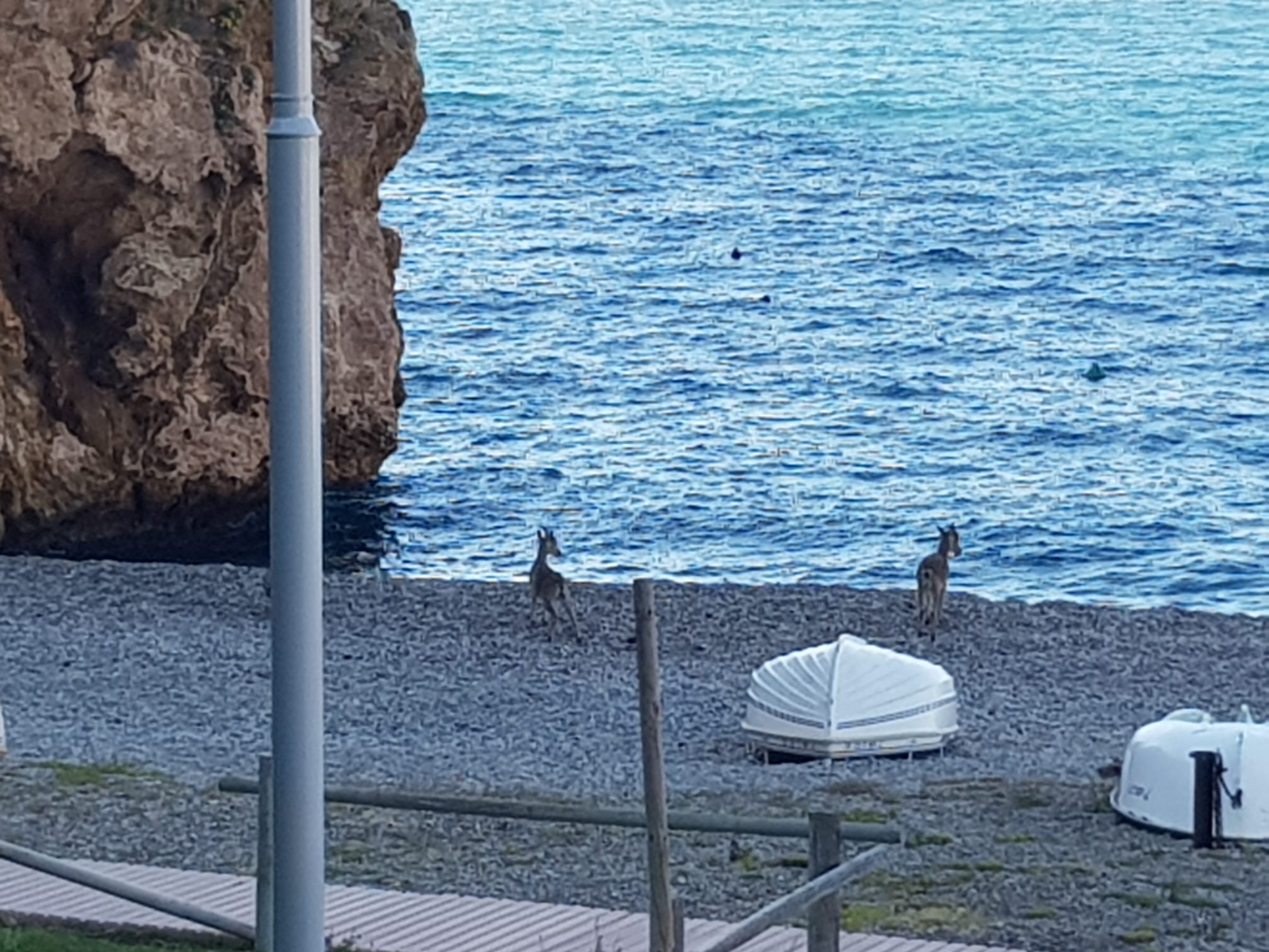 Imágenes de confinamiento: animales ganando terreno a los humanos, en este caso en pleno Mediterráneo