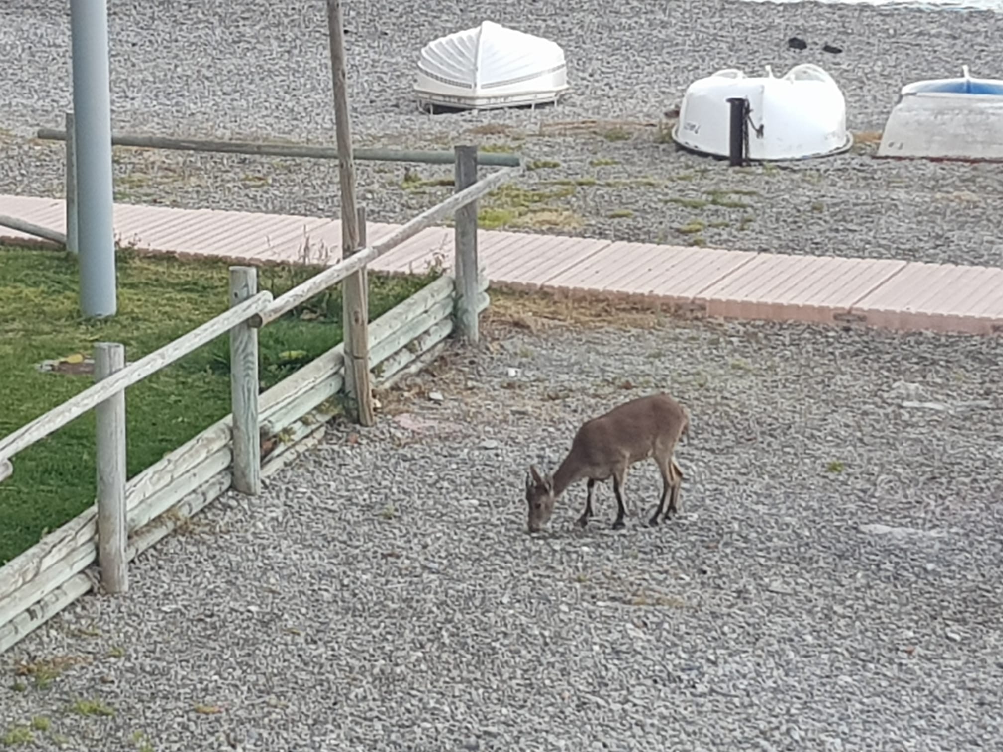 Imágenes de confinamiento: animales ganando terreno a los humanos, en este caso en pleno Mediterráneo