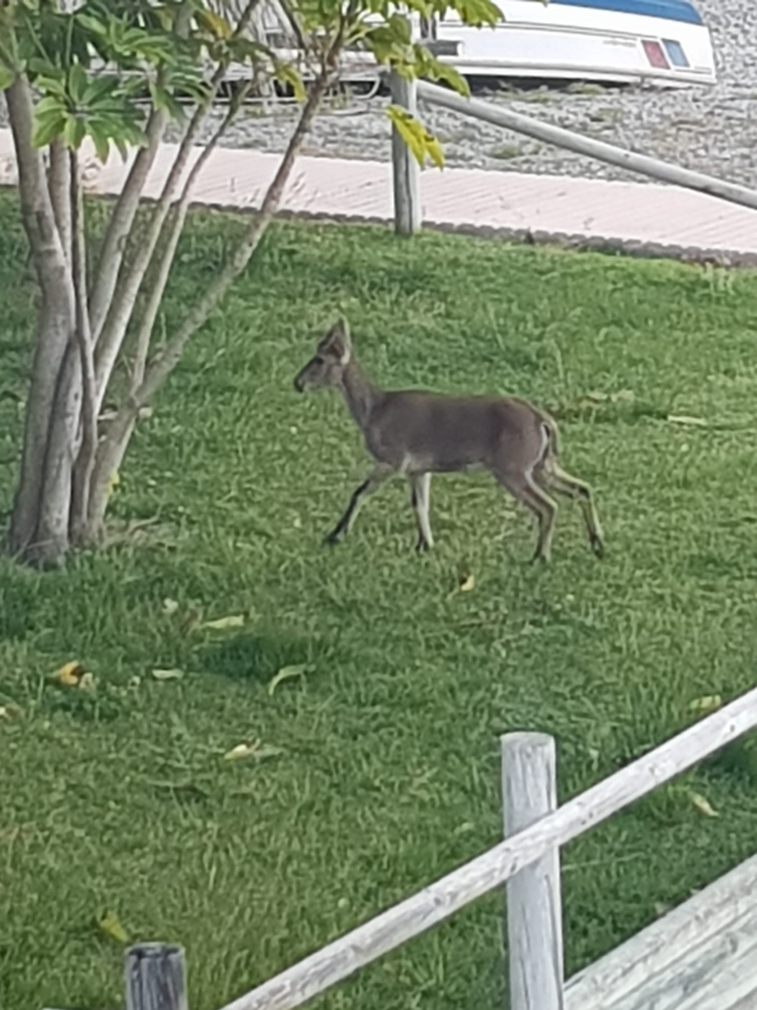 Imágenes de confinamiento: animales ganando terreno a los humanos, en este caso en pleno Mediterráneo