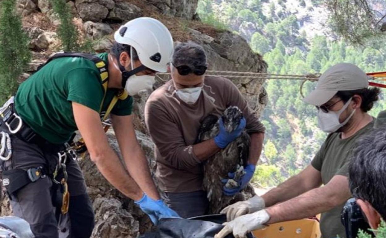 Liberados en la Sierra de Castril los dos primeros quebrantahuesos del año nacidos en cautividad
