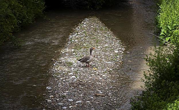 La oca suele dejarse ver junto a la entrada del embovedado.