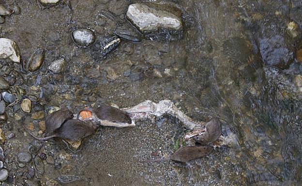 Imagen principal - Ratas, la oca y una culebra en el cauce urbano del Darro.