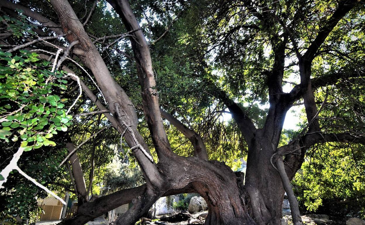 El 'Matusalén' colosal de Granada