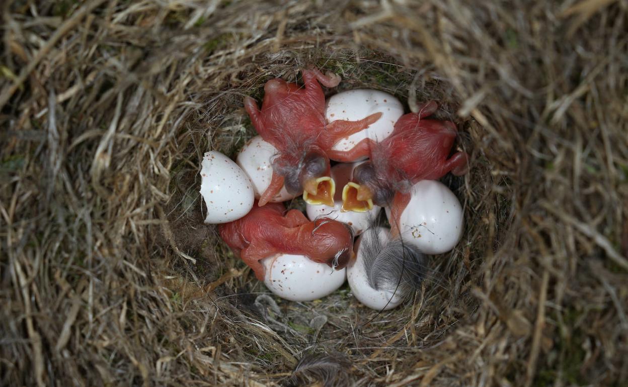 Estudian el importante papel de una diminuta avispa que ayudan a sobrevivir a los pollos de las aves