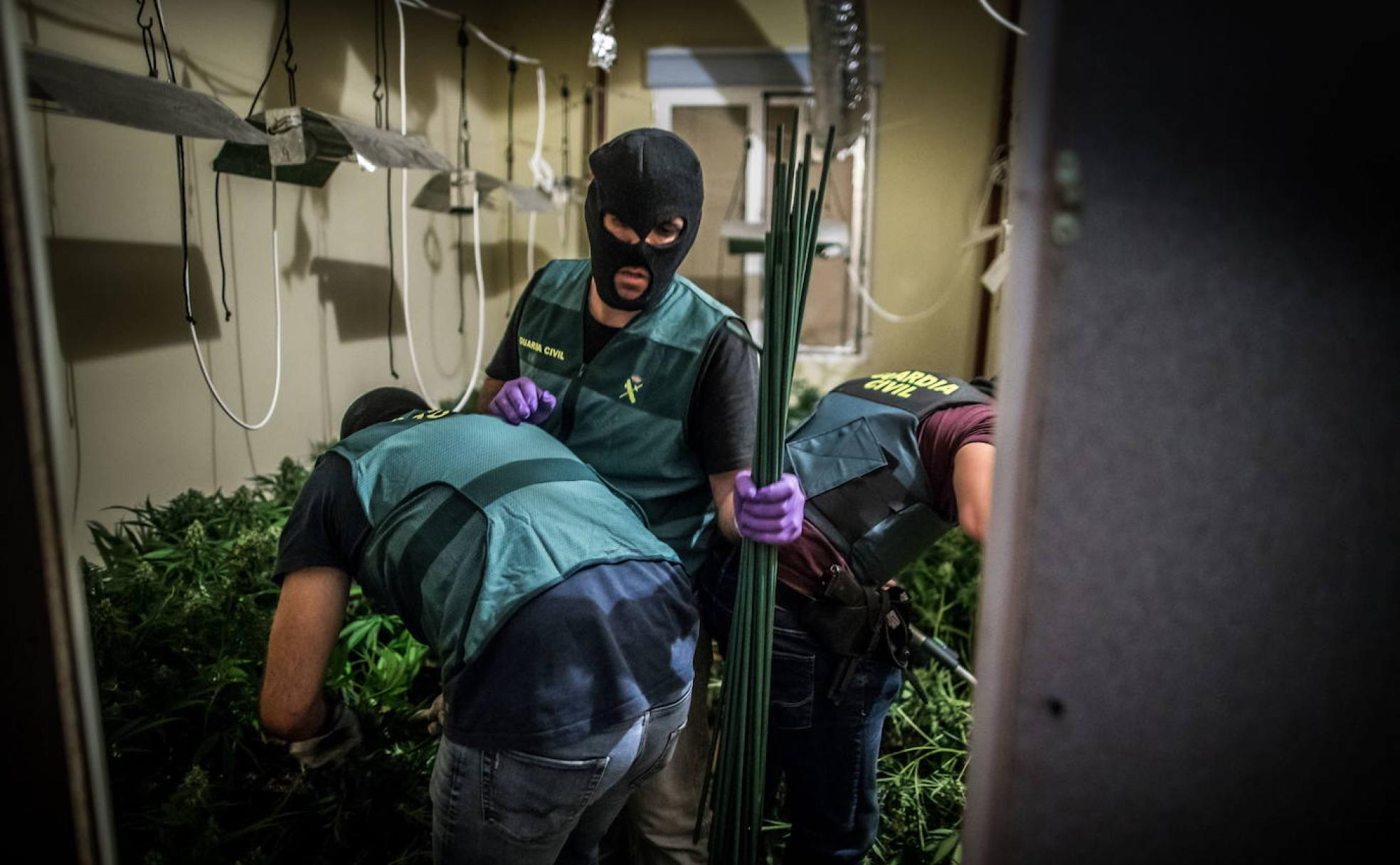 Agentes de la Guardia Civil cortan plantas de marihuana.