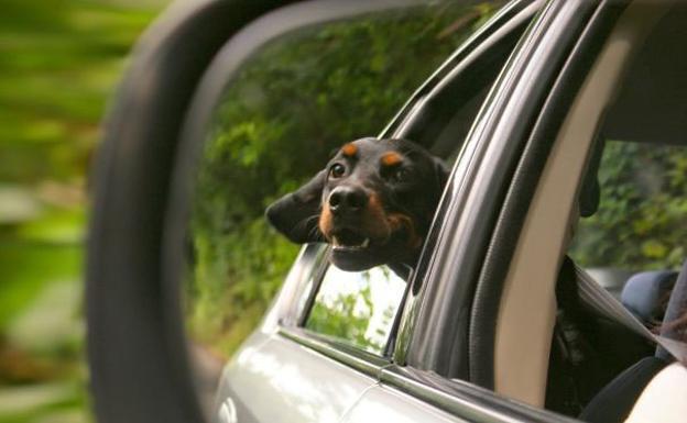 ¿Se puede viajar en coche con una mascota durante el estado de alarma?