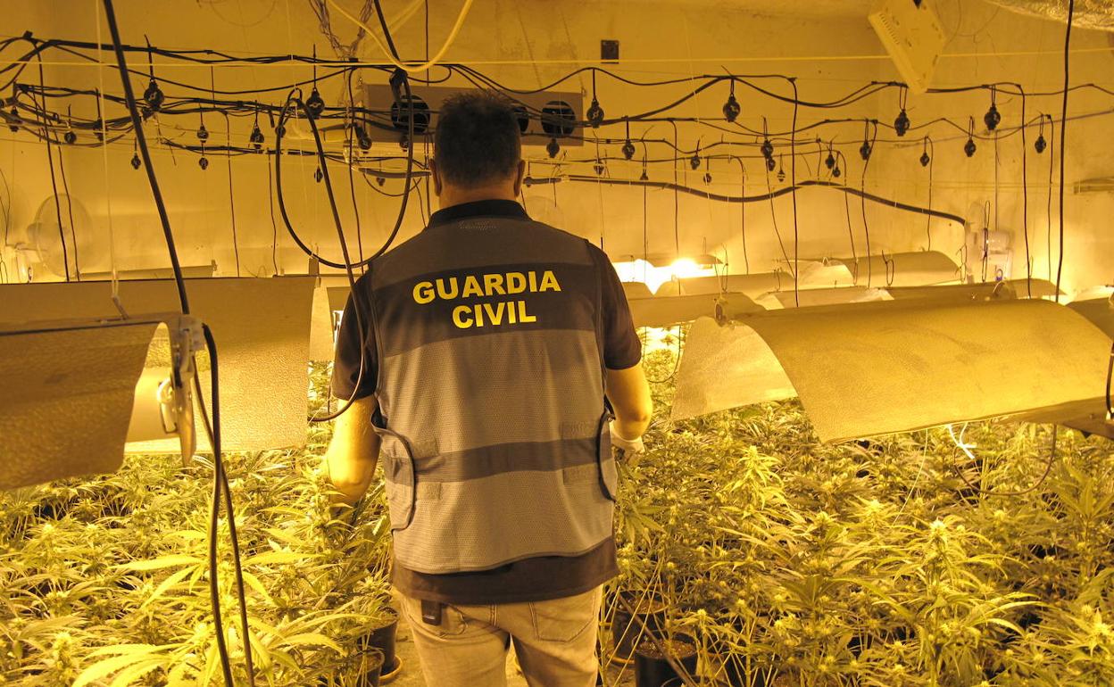 Macrooperación en Granada contra la marihuana. 