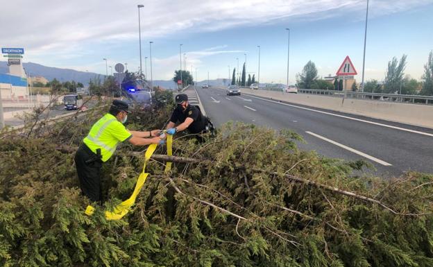 Agentes de la Guardia Civil y Policía Nacional retiran el árbol caído en la Circunvalación