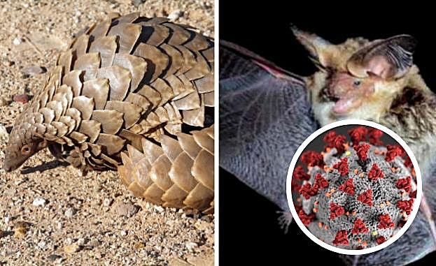 Un estudio confirma el origen del coronavirus SARS-CoV-2