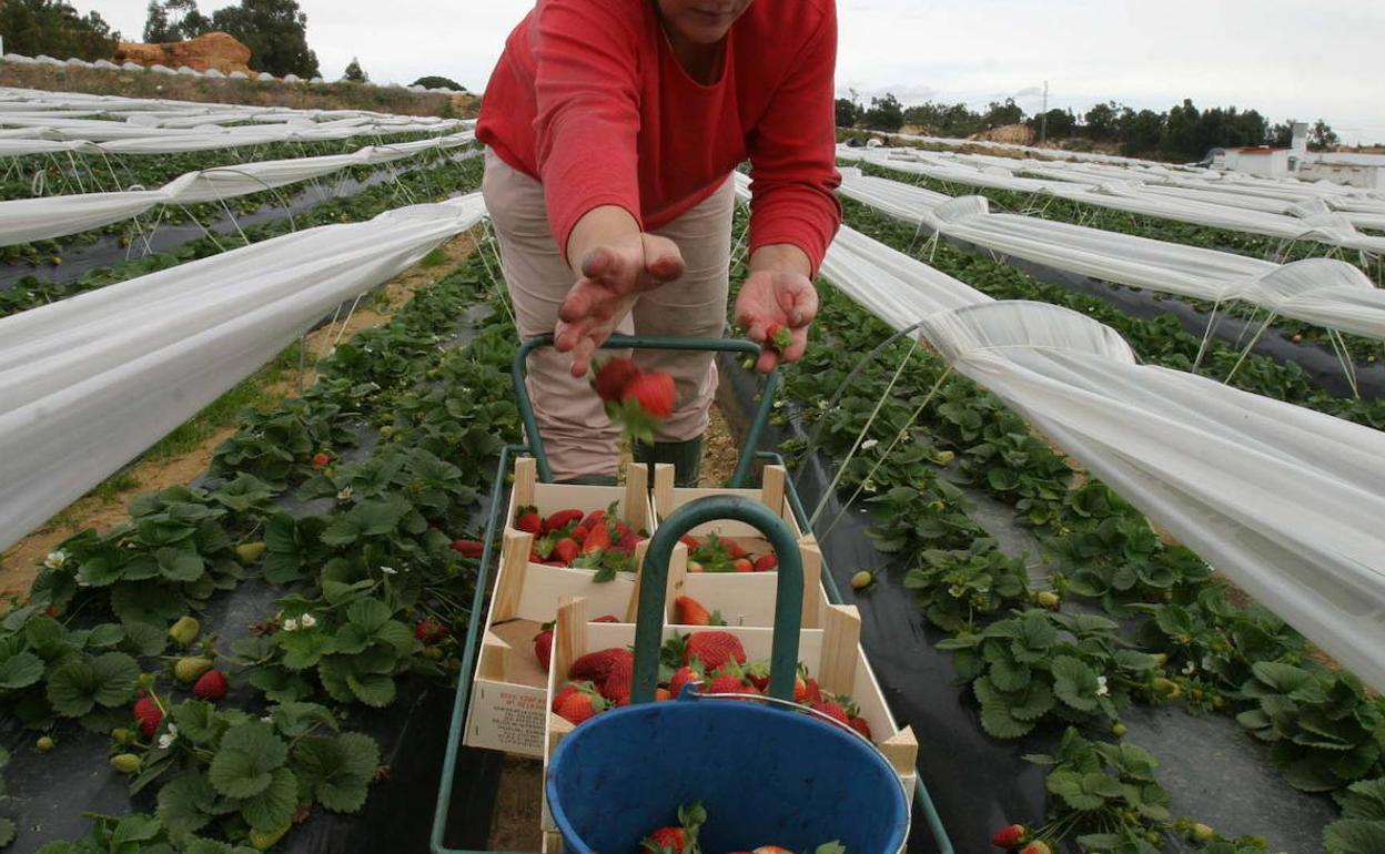 Regresa a Marruecos en un vuelo desde Málaga un grupo de siete mujeres y cinco bebés de las temporeras de la fresa atrapadas por el coronavirus