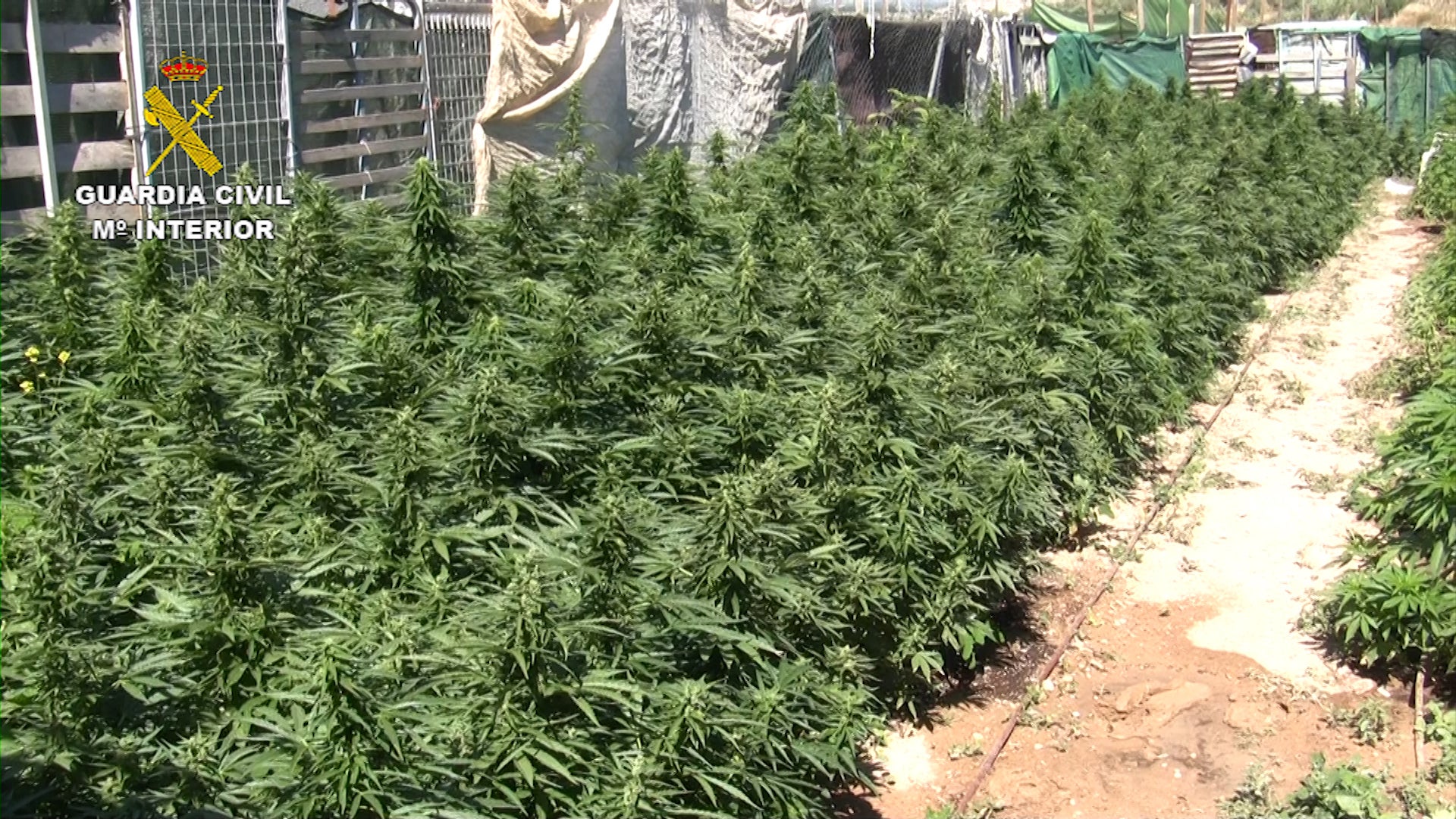 La Guardia Civil ha descubierto 14 parcelas ocupadas ilegalmente en las afueras de Atarfe donde se cultivaban casi 11000 plantas de cannabis sativa