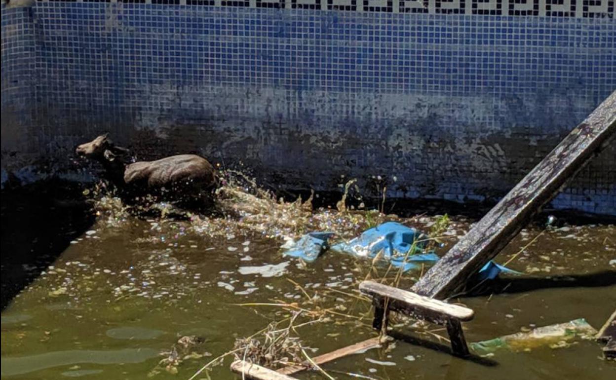 La cabrá cayó en una piscina que estaba abandonada.