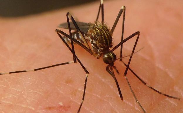 Los peligros del mosquito japonés que se propaga más rápido que el mosquito tigre