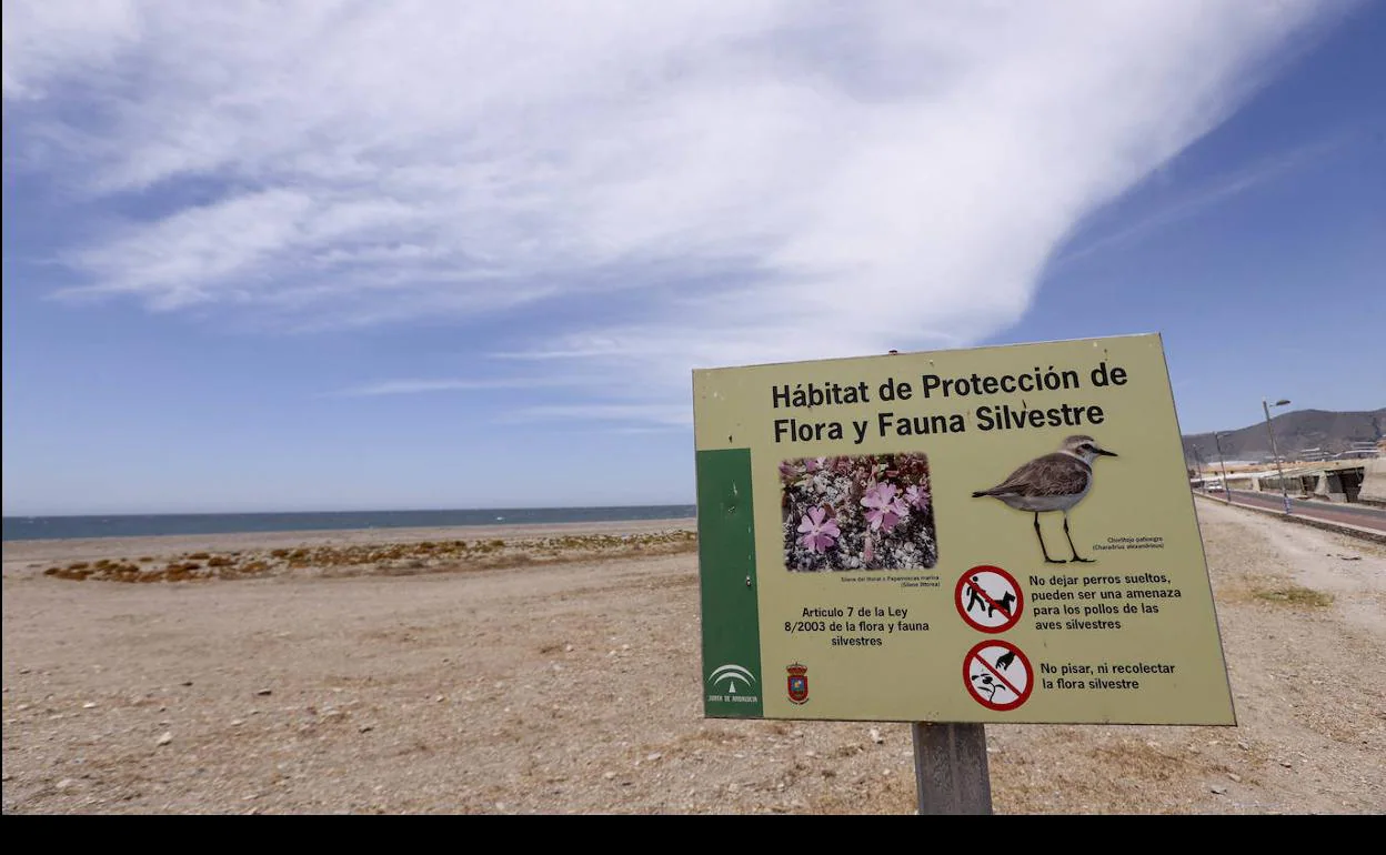La Junta investiga la destrucción de nidos de un ave protegida en las playas de Calahonda