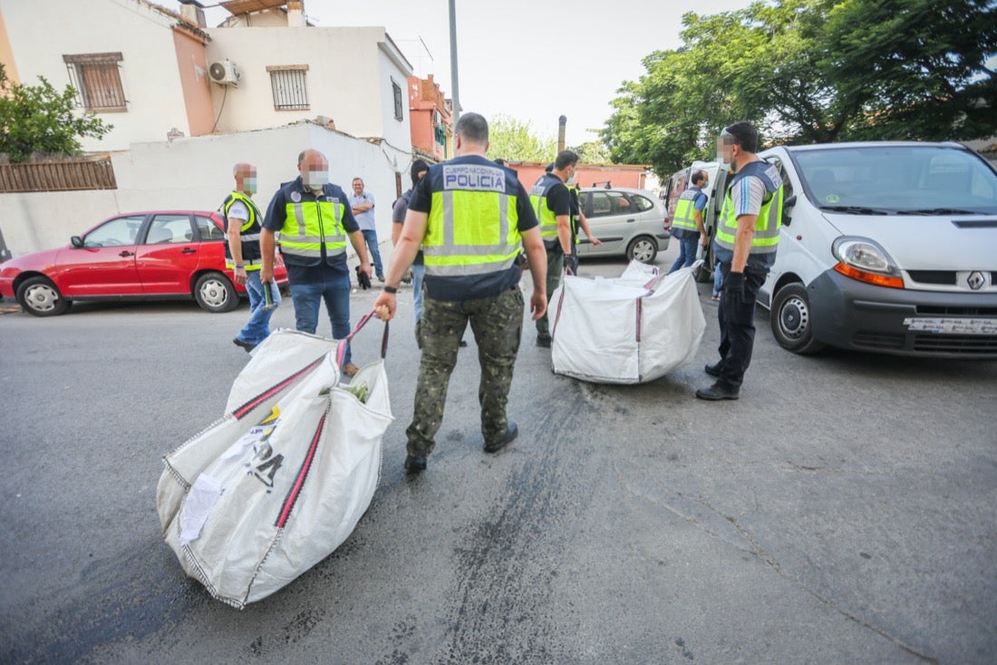 Policía Nacional ha registrado 36 viviendas y ha encontrado centenares de plantas de marihuana