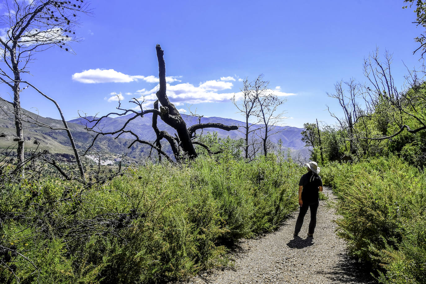 El bosque que ardió hace cinco veranos luce ya un manto verde con nuevas copas de alcornoques, en una recuperación natural que los expertos consideran un éxito