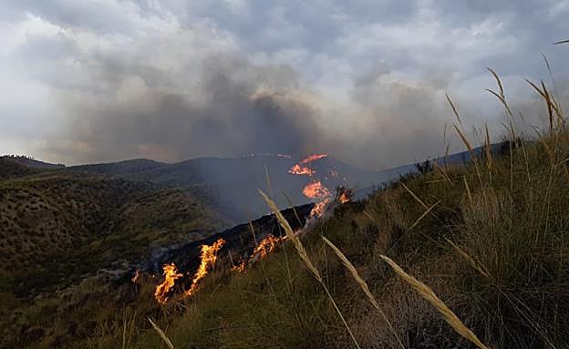 Extinguido el incendio declarado ayer en zona forestal de Freila