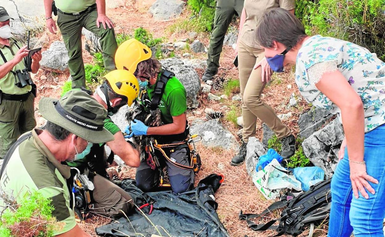 Tareas de anillamiento de uno de los ejemplares de alimoche en el Parque Natural de Cazorla, Segura y las Villas. 