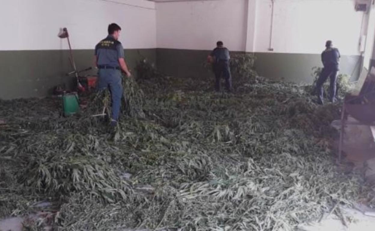 La Guardia Civil vigila desde el aire en Granada las plantaciones de marihuana y ejecuta 31 operaciones en julio