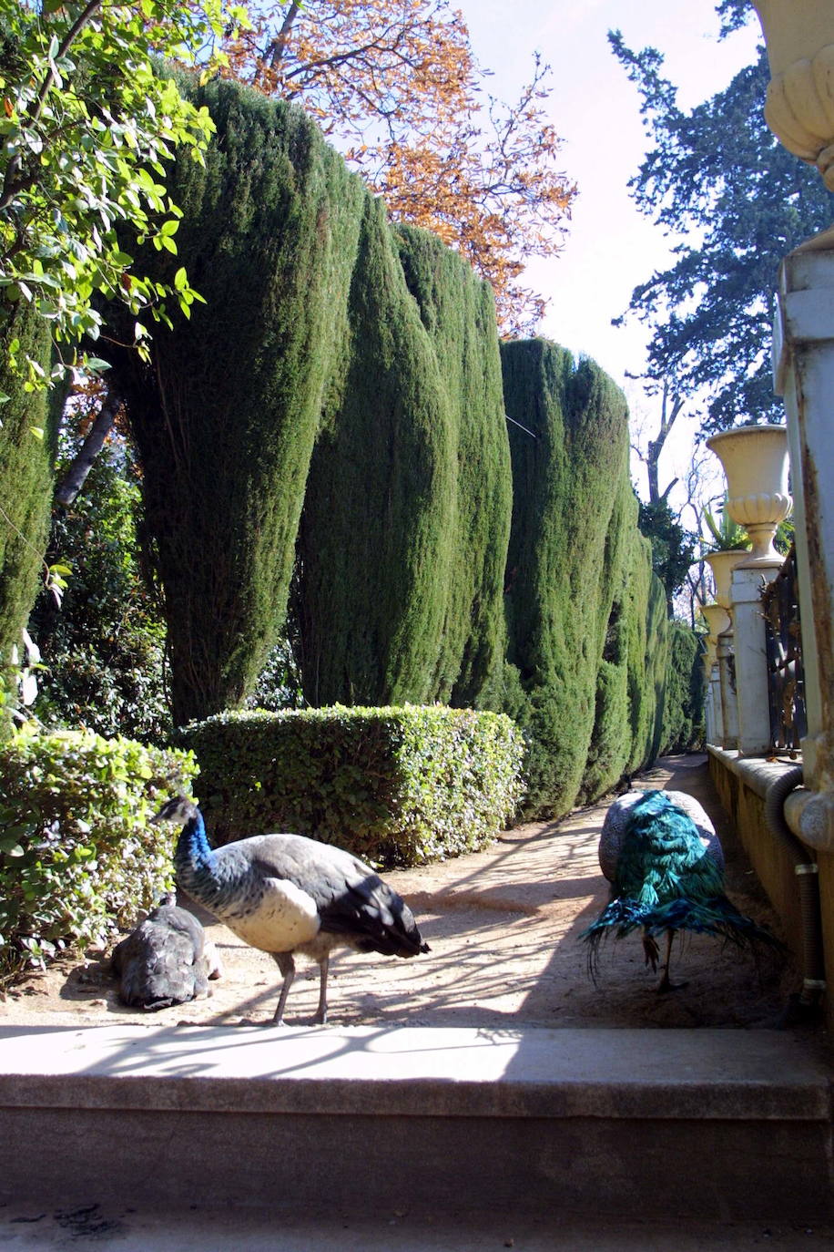 Imagen secundaria 2 - Arriba, restauración de estatuas acometida en 2017. Abajo, los Mártires acogen infinidad de actos sociales. Abajo, los pavos reales que habitan en el Carmen.