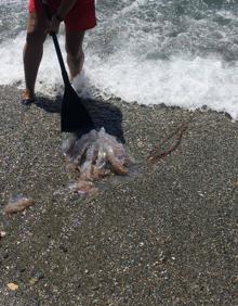 Imagen secundaria 2 - Encuentran una medusa &#039;gigante&#039; en las playas de Granada