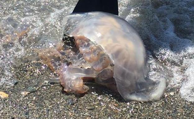 Imagen principal - Encuentran una medusa &#039;gigante&#039; en las playas de Granada