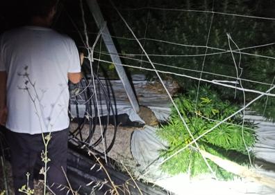 Imagen secundaria 1 - Detienen a cinco jóvenes cuando intentaban robar en una plantación de cáñamo industrial en Albuñol