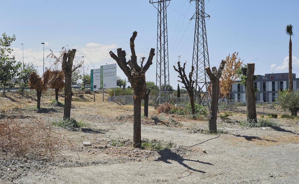 Árboles de calle Palencia.