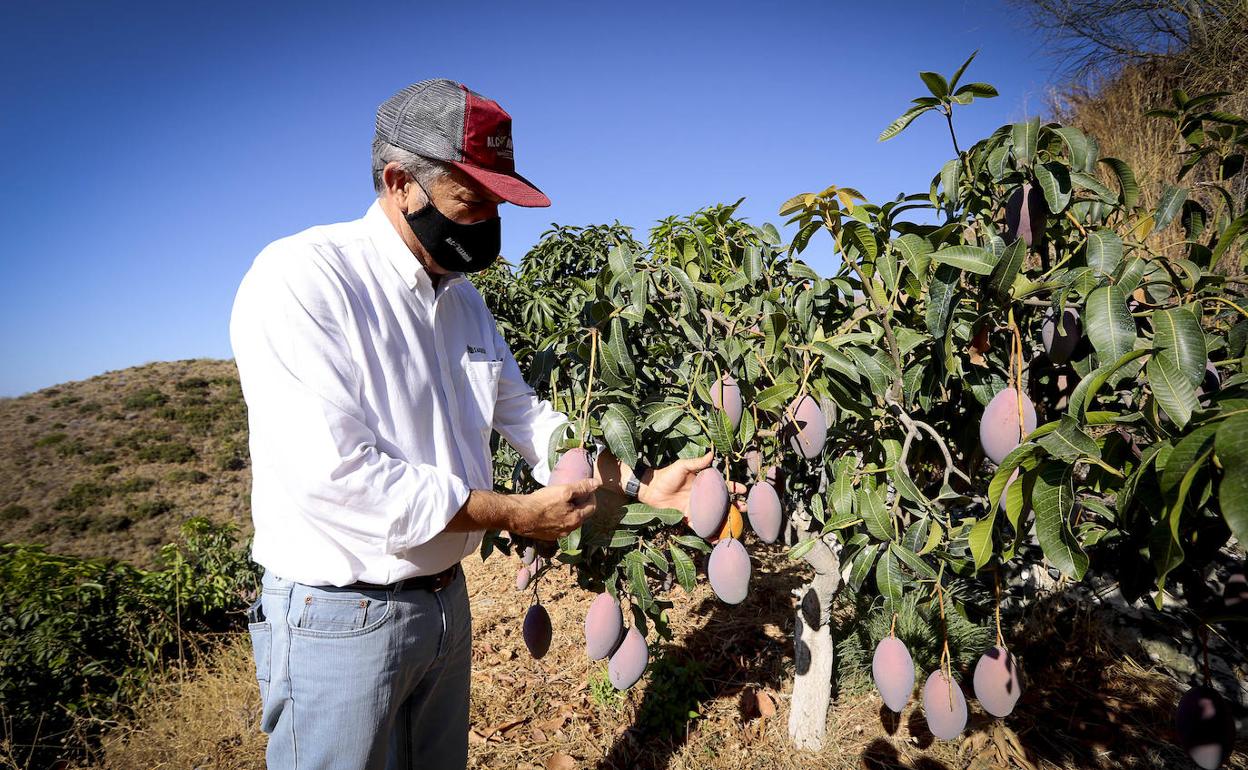 Entre la Costa Tropical y la Axarquía hay alrededor de 4.000 hectáreas de mango.