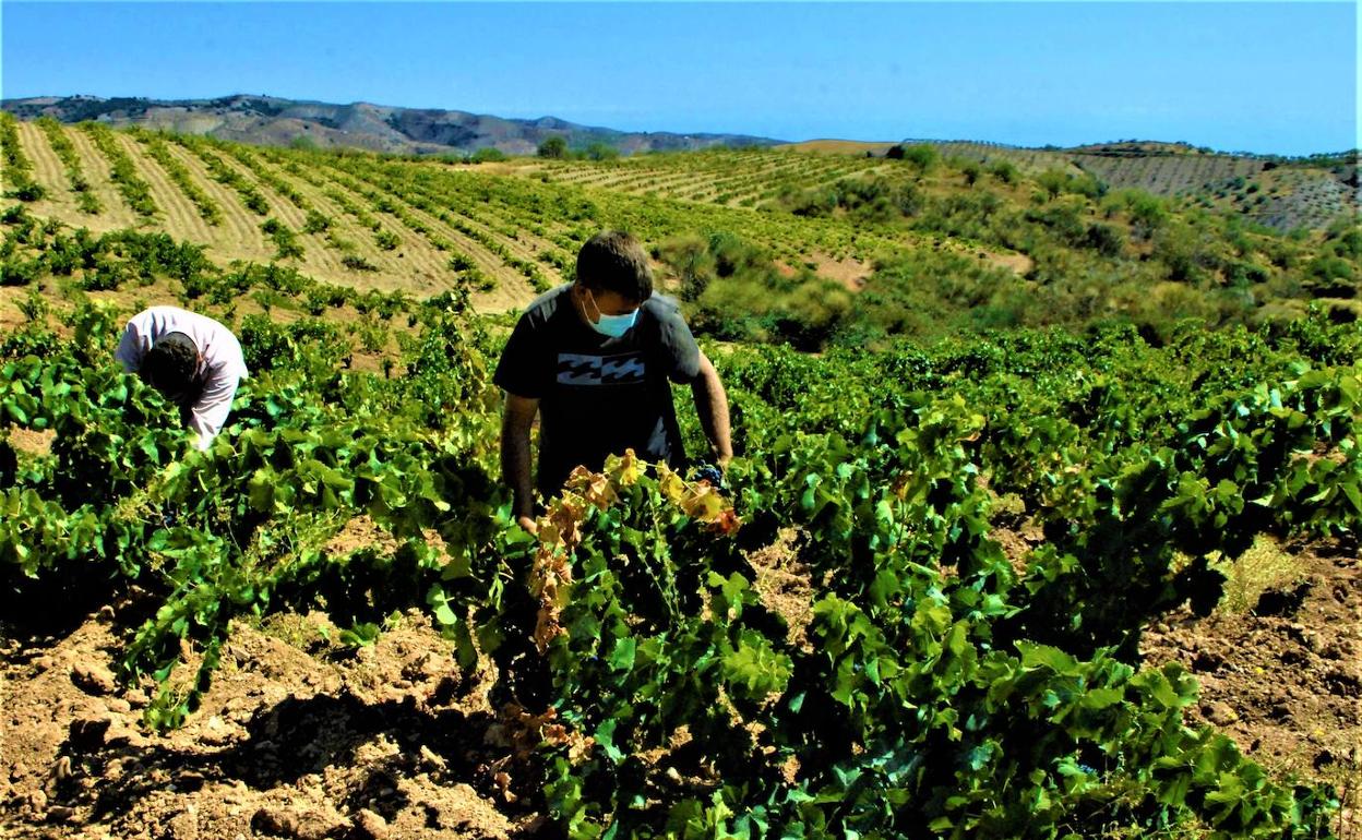 Las altas temperaturas registradas en primavera y verano adelantan la vendimia en la Sierra de la Contraviesa