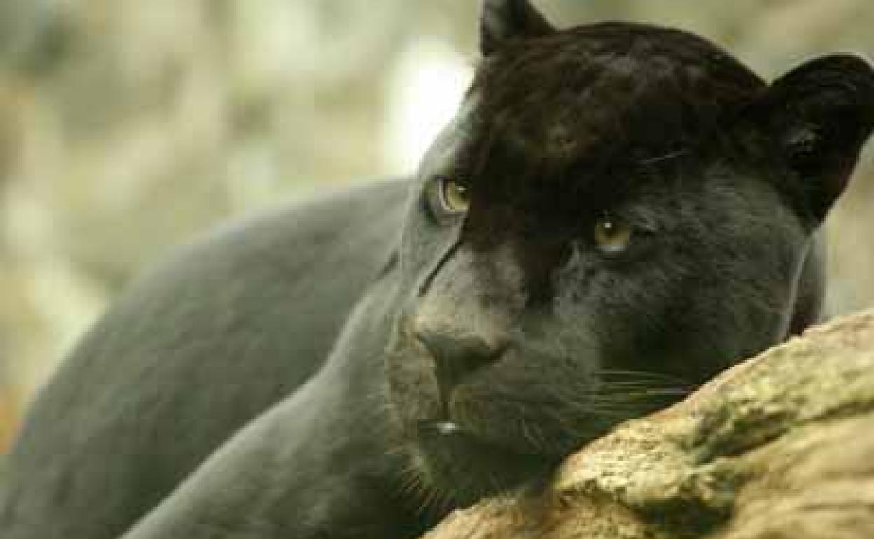 Imagen de archivo de una pantera negra.