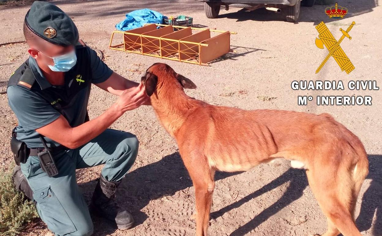 Un agente, cono el perro encontrado en Tabernas en estado de abandono. 