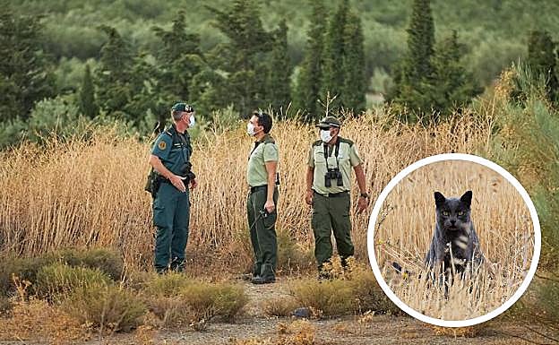 Hallan huellas no recientes de unos 8 centímetros en la zona en la que aún buscan a la 'pantera'